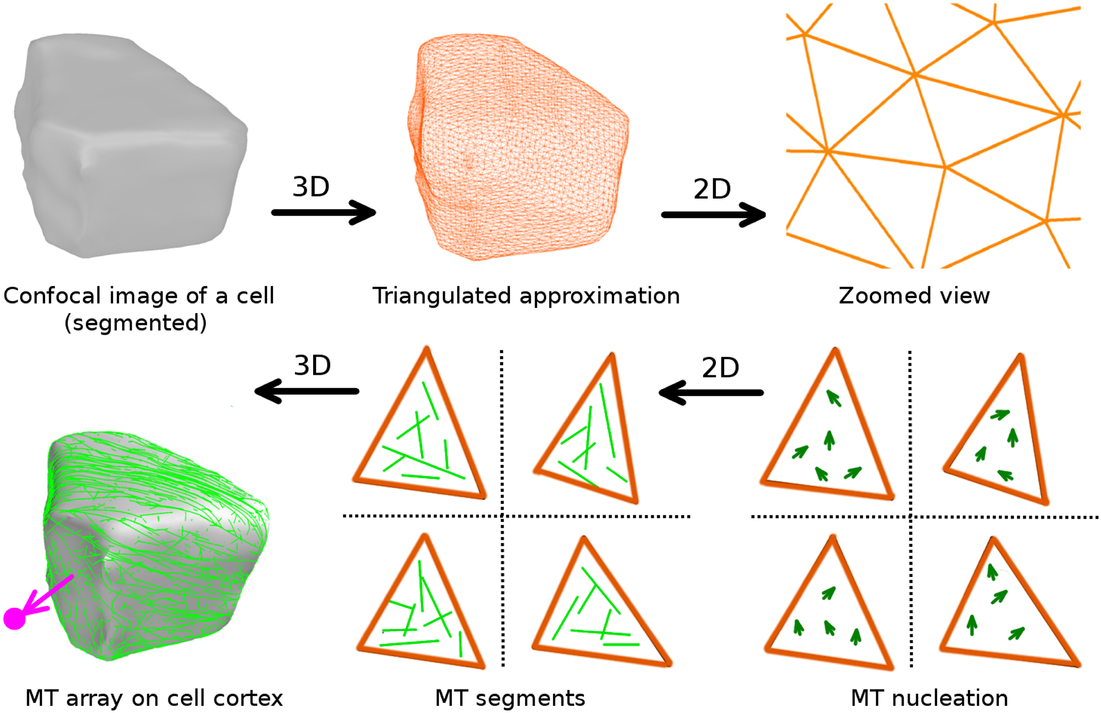 Overview of the CorticalSim3D software